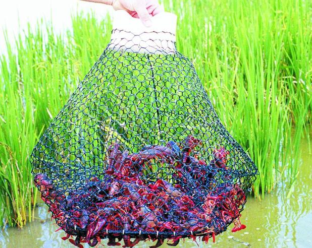Drought stress affecting crawfish production